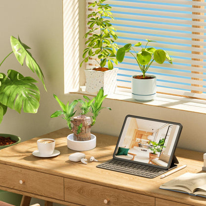 🎁Lucky Plant🪴Brazilian Wood🔥The best-selling bonsai in 2026