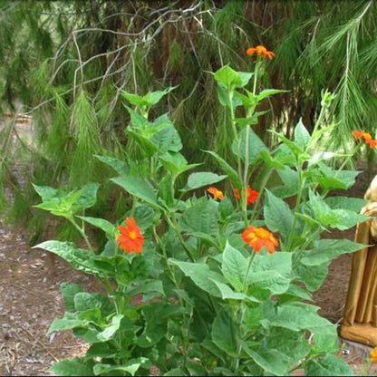Orange Sunflower,Tithonia Speciosa Goldfinger flower Seeds