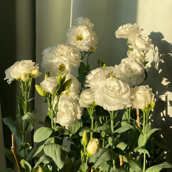 Lisianthus - Sincere Love