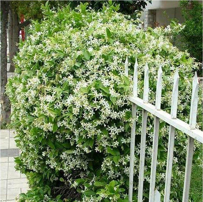 🌸LAST DAY Promotion 49% OFF🌸Double Jasmine