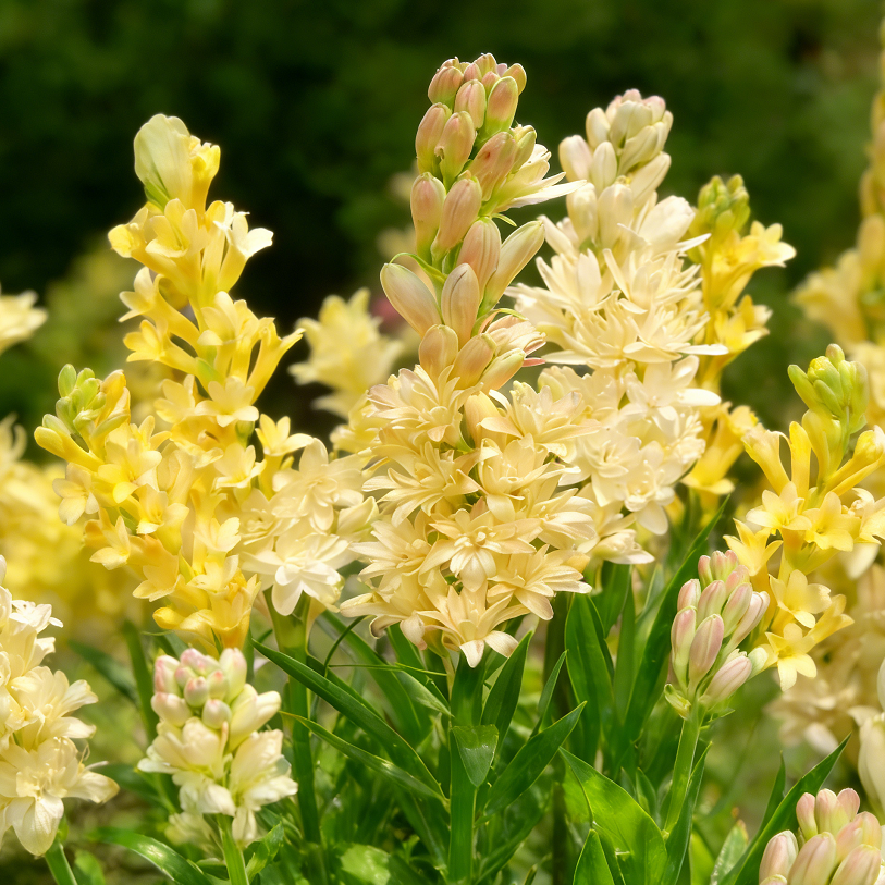 🌺Double Perfume Tuberose Bulbs—Moon Garden Flower