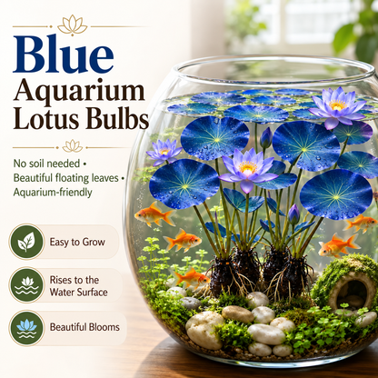🌸 Hydroponic Lotus Planting Roots – Create a Beautiful Indoor Water Garden