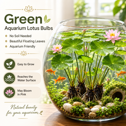 🌸 Hydroponic Lotus Planting Roots – Create a Beautiful Indoor Water Garden