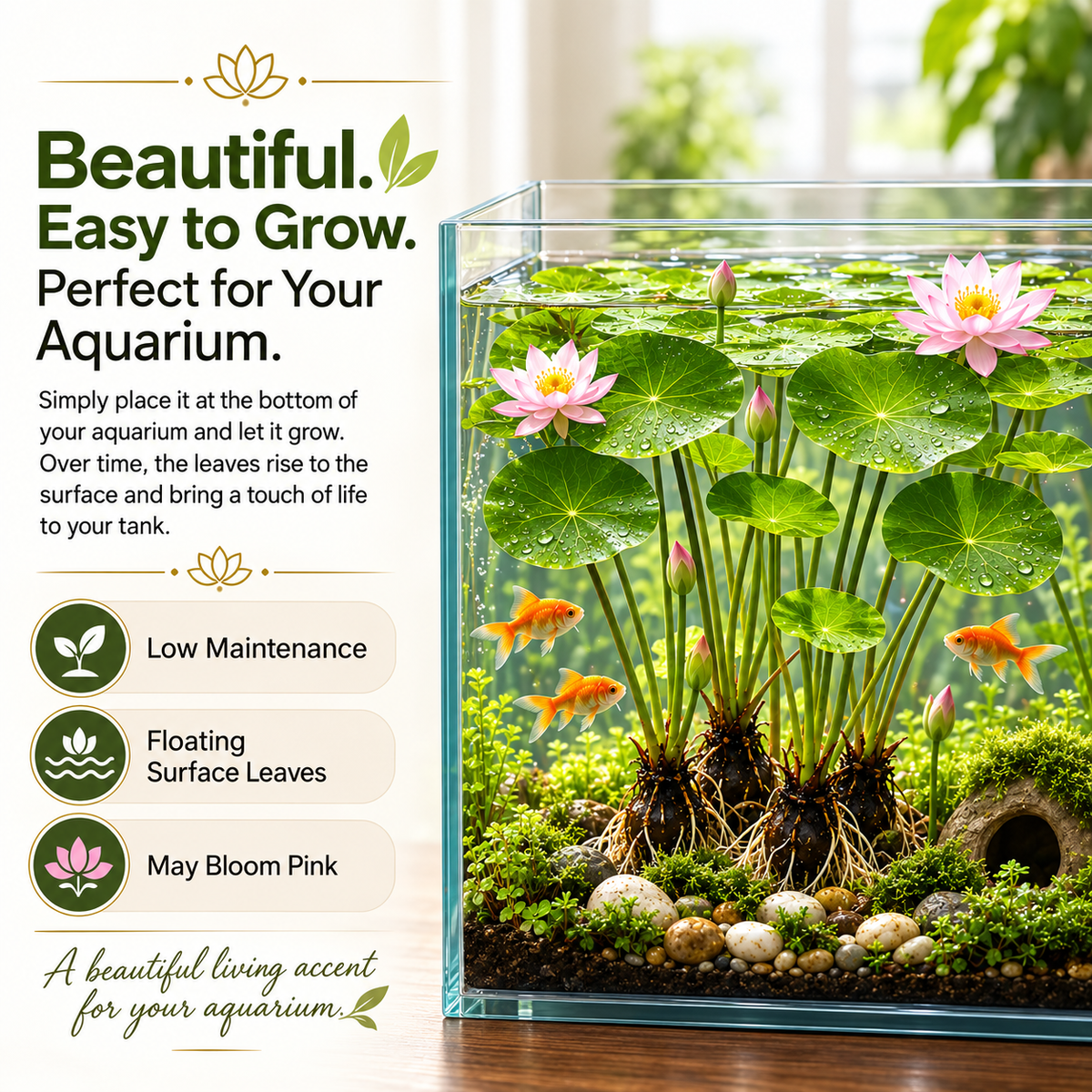 🌸 Hydroponic Lotus Planting Roots – Create a Beautiful Indoor Water Garden