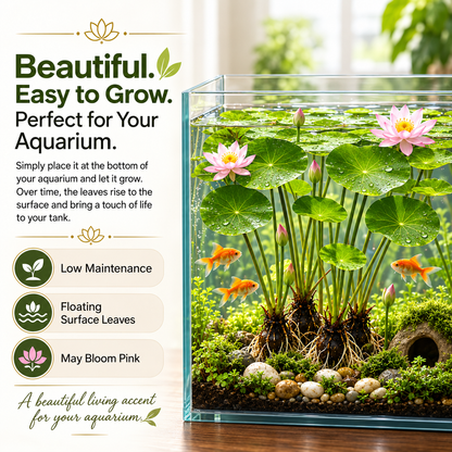 🌸 Hydroponic Lotus Planting Roots – Create a Beautiful Indoor Water Garden