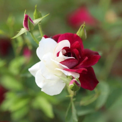 Rare Twin Roses - Seeds