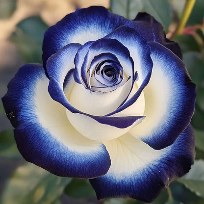🌈🌹Rare Blue Moon Rose 🌌Multi-Colored Petal Lace Rose