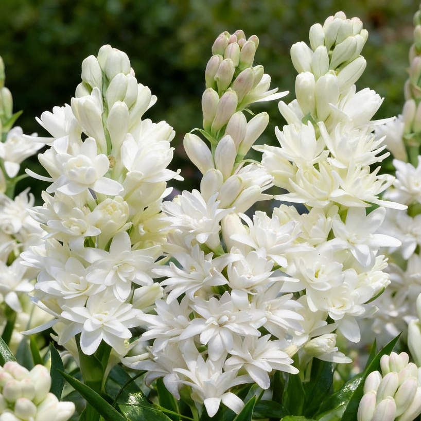 White double-petaled fragrant tuberose flowers