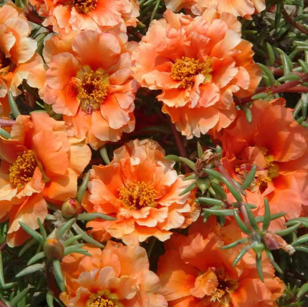 🌞🌸 Double Moss Rose – Extraordinary Beauty, Effortless Care 🌸🌞