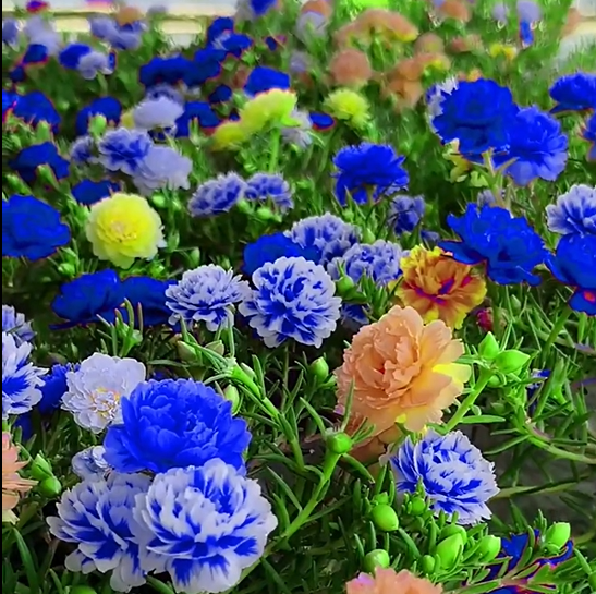 🌼10000 Pcs Muti-color double petal sunflower seeds