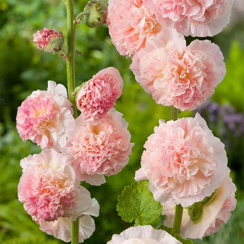 DOUBLE HOLLYHOCK SEEDS