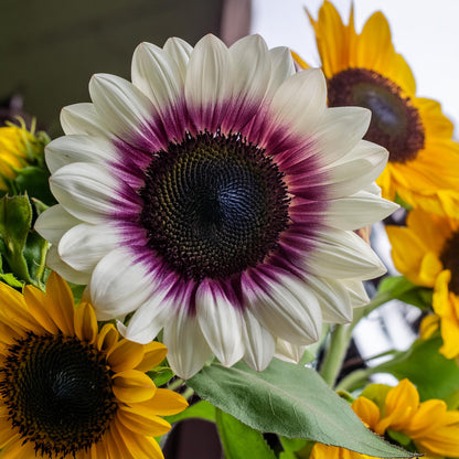 Rare two-color purple sunflower seeds
