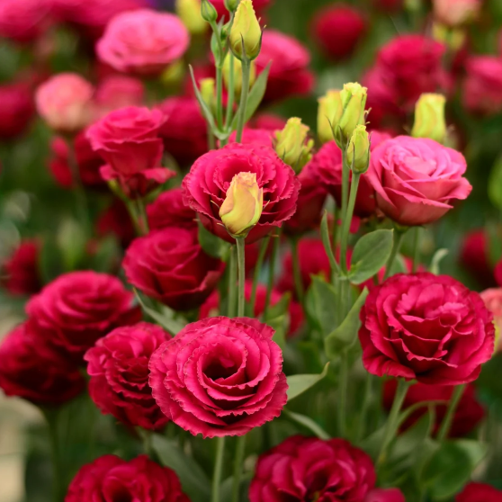 Lisianthus - Sincere Love