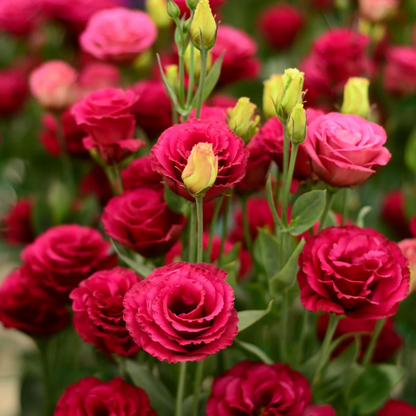 Lisianthus - Sincere Love