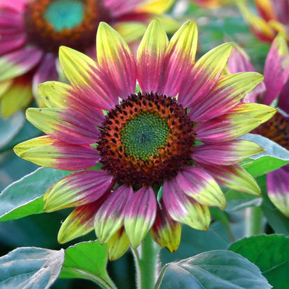 Purple Heart with Green Edges Sunflower