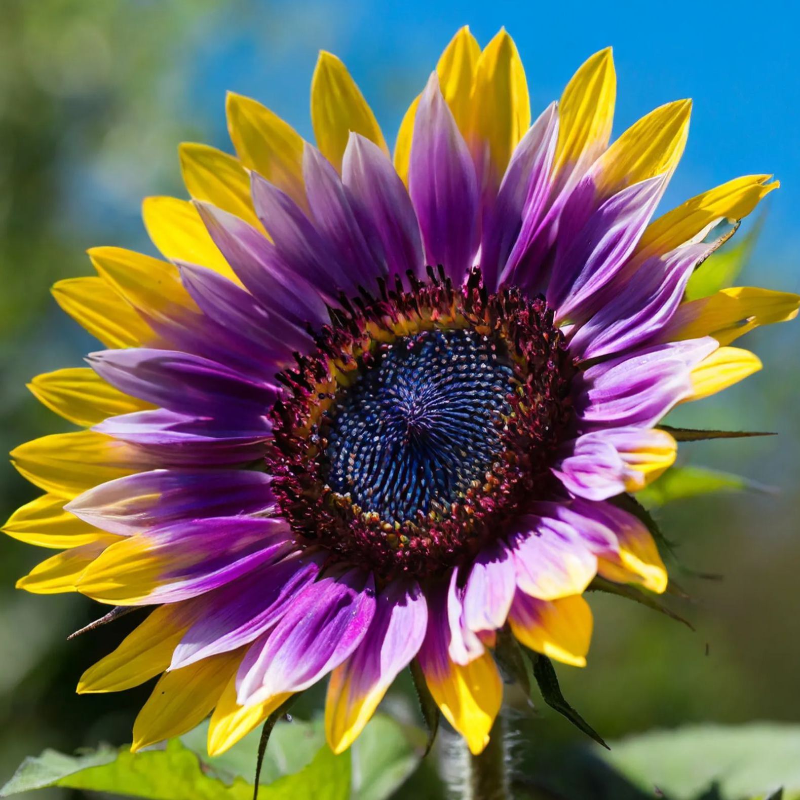 🌻Purple Heart Sunflower Seeds