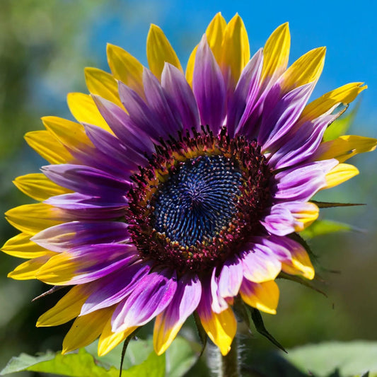 🌻Purple Heart Sunflower Seeds