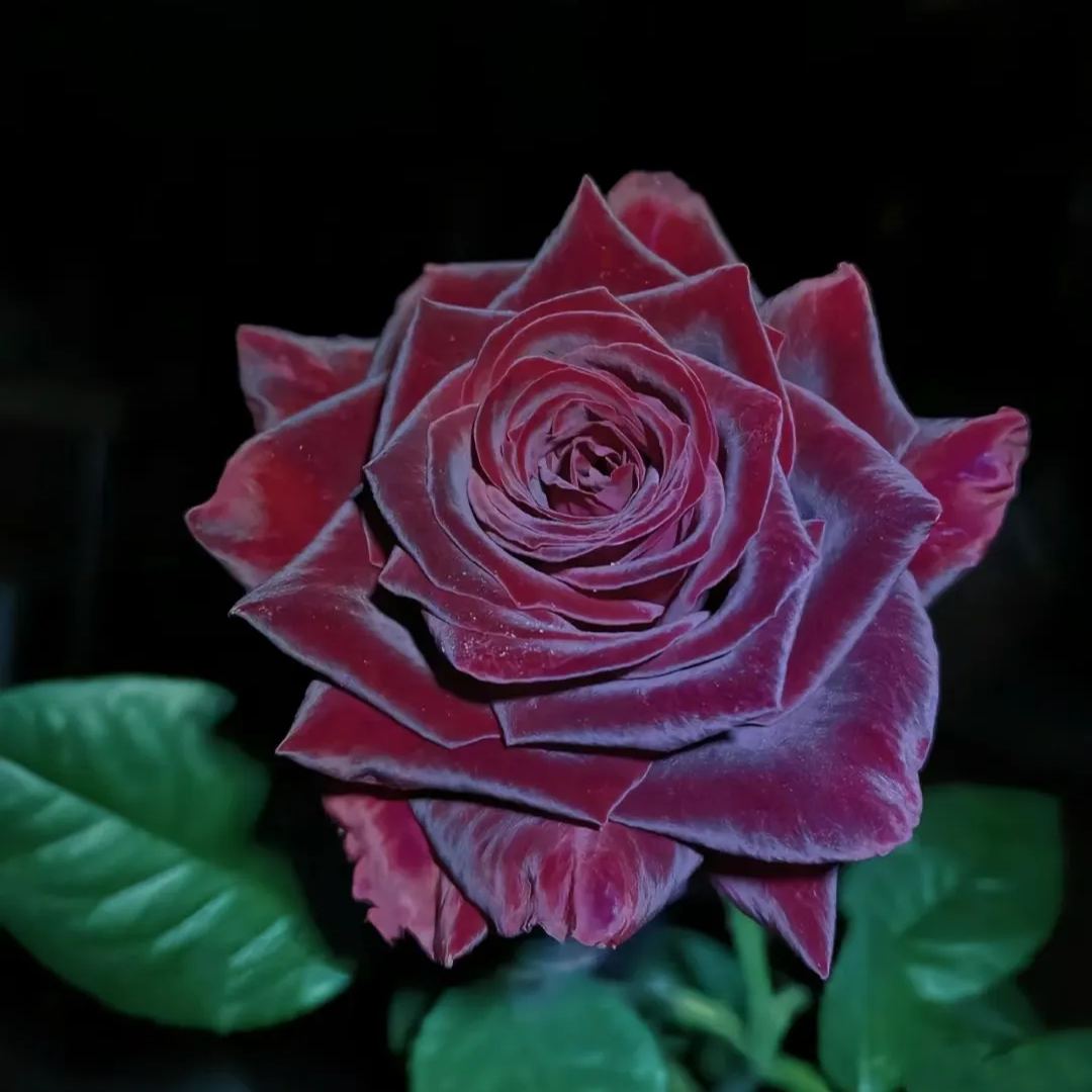 Black Buck rose