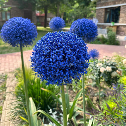 Allium Giganteum Ornamental Onion Flower