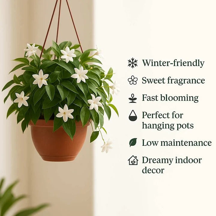 🌸LAST DAY Promotion 49% OFF🌸Double Jasmine