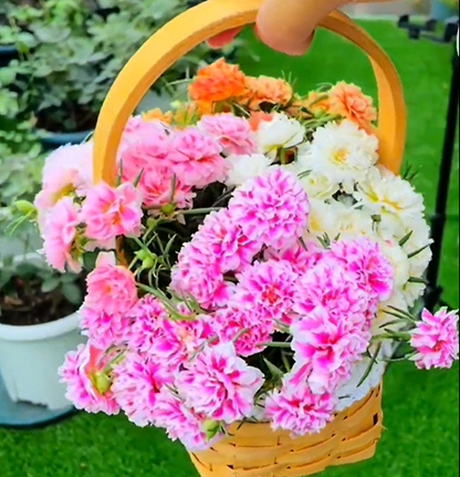 🌼10000 Pcs Muti-color double petal sunflower seeds