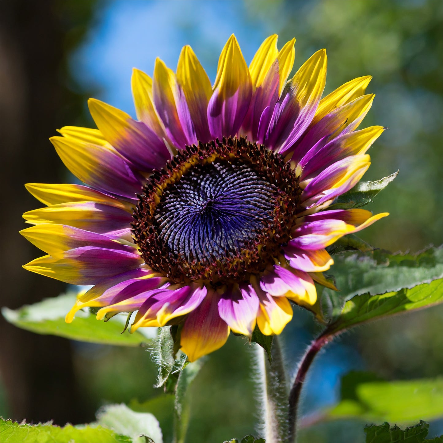 🌻Purple Heart Sunflower Seeds