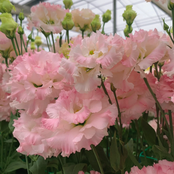 🌺Lisianthus - Sincere Love
