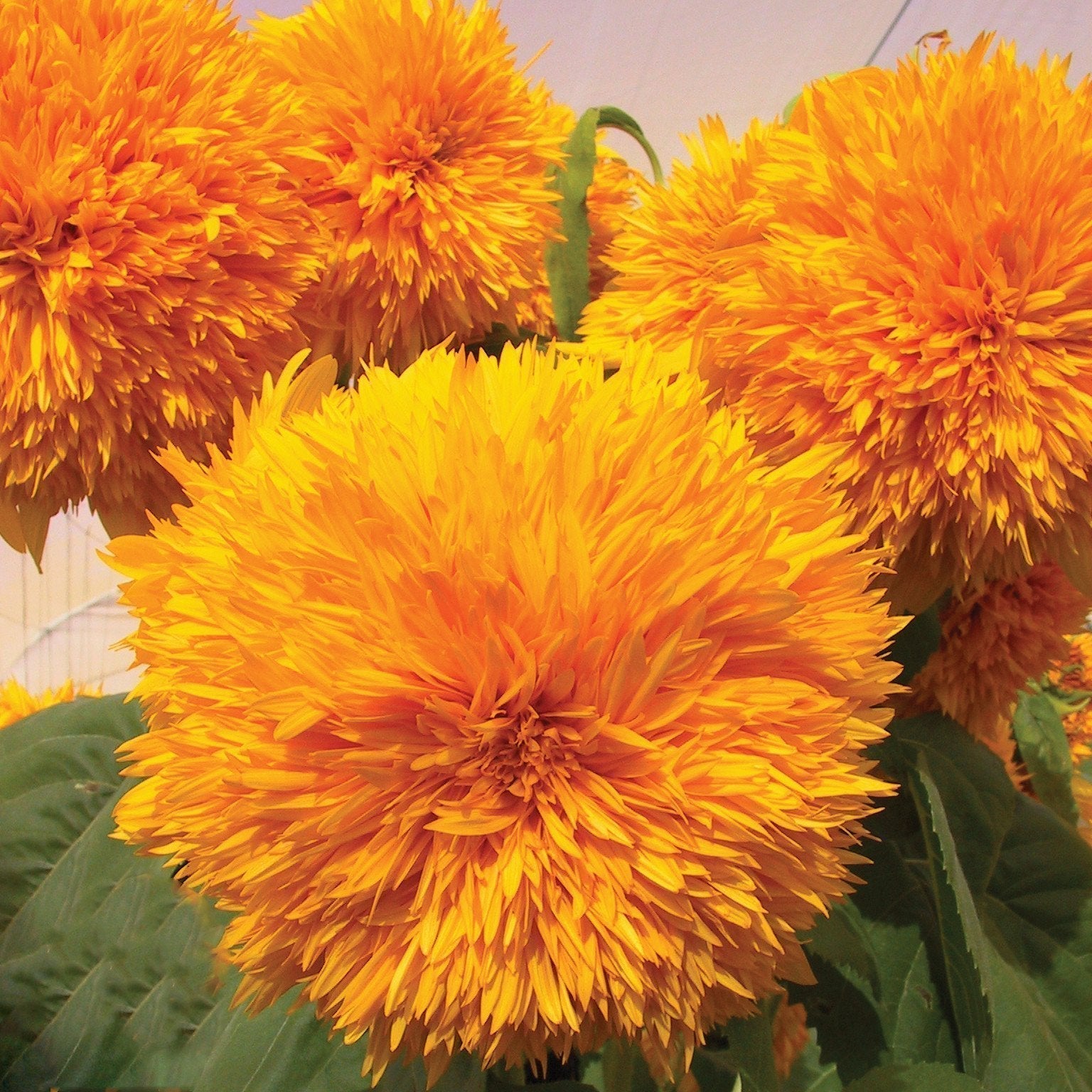 Sunflower Goldy Double F1 Organic