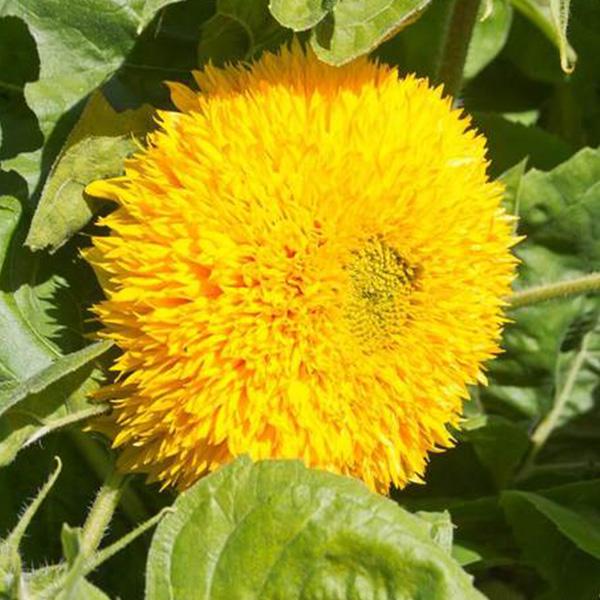 Teddy Bear Sunflower Seeds🌻🧸