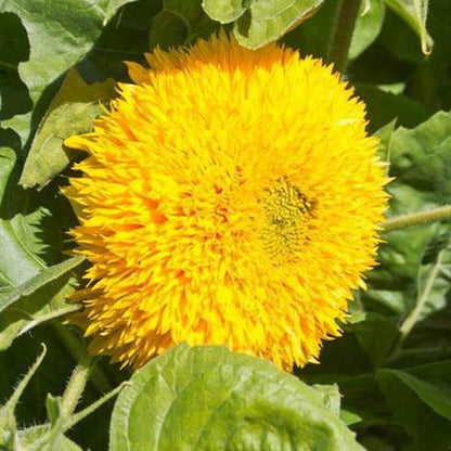 Teddy Bear Sunflower Seeds🌻🧸