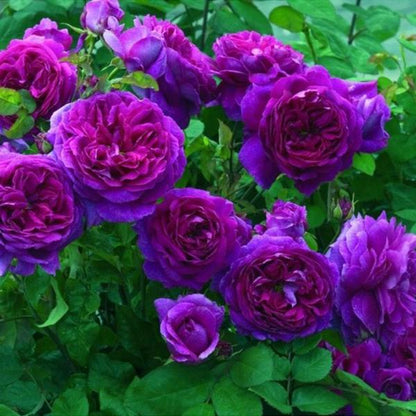 Purple  Climbing Rose Seeds