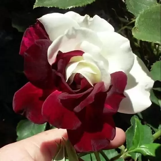 Rare Twin Roses - Seeds