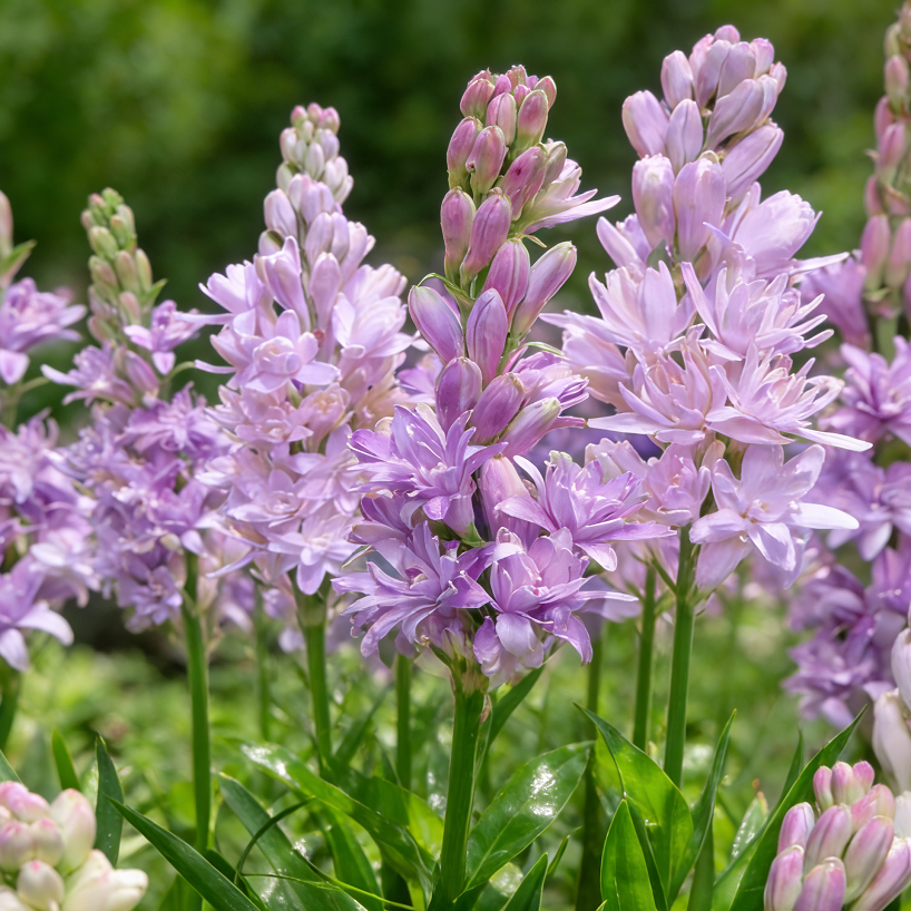 🌺Double Perfume Tuberose Bulbs—Moon Garden Flower