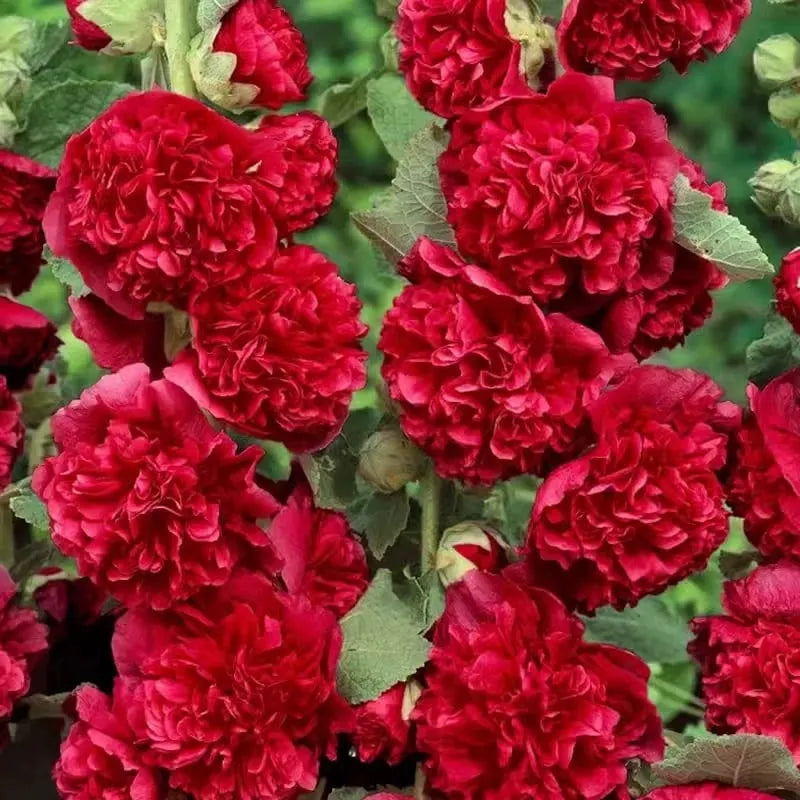 🌺Double Fragrant Hollyhock Seeds