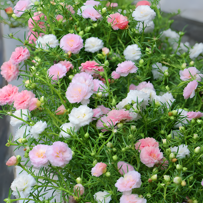 🌹Moss Rose—Immortal Flower