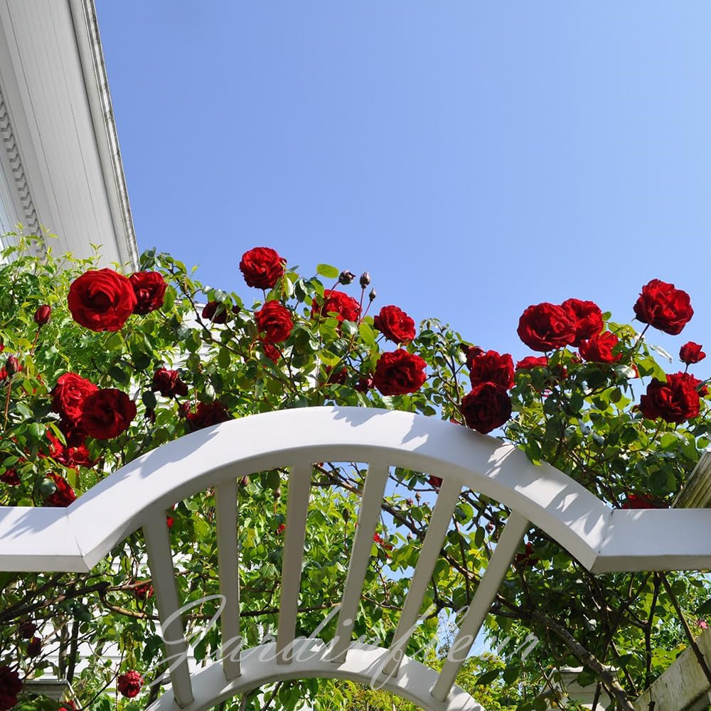 Climbing Rose Seeds