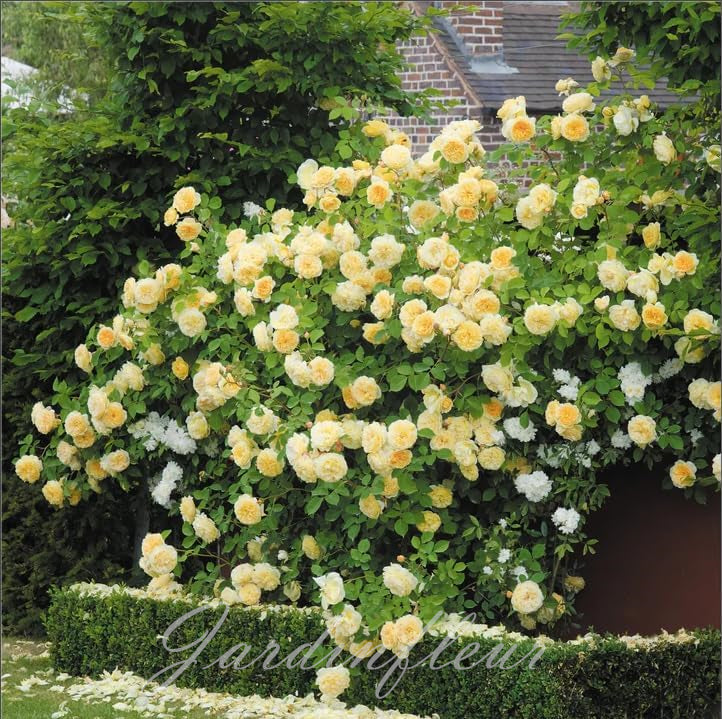 Climbing Rose Seeds