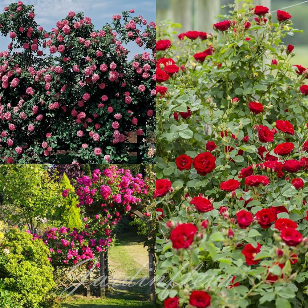 Climbing Rose Seeds