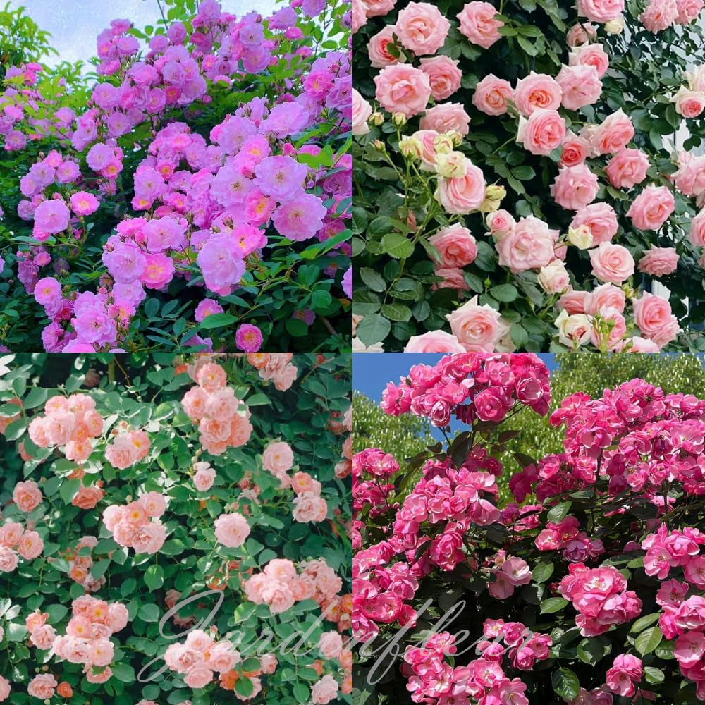 Climbing Rose Seeds