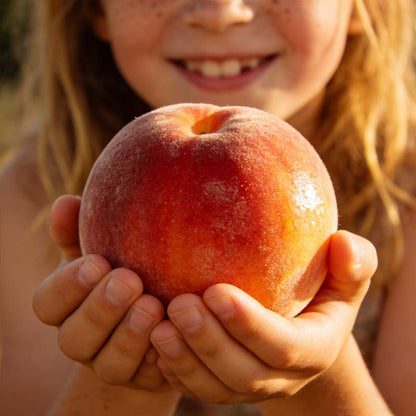 🔥 65K+ SOLD! 😋🍑 Heirloom "Honey Red" Dwarf Peach Tree Live Seeds