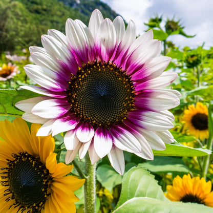 Rare two-color purple sunflower seeds