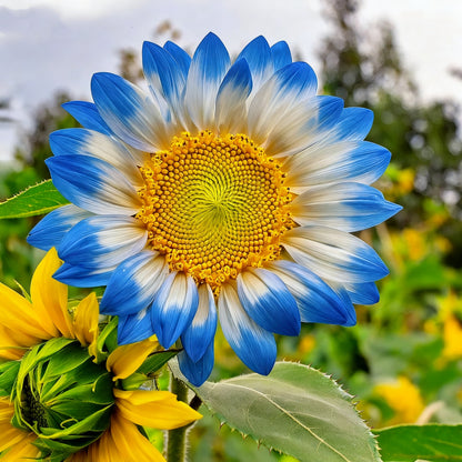 🌌🔥 Midnight Blaze Sunflower Seeds🪴– The Rarest Sunflower You’ll Ever Grow! 🌻