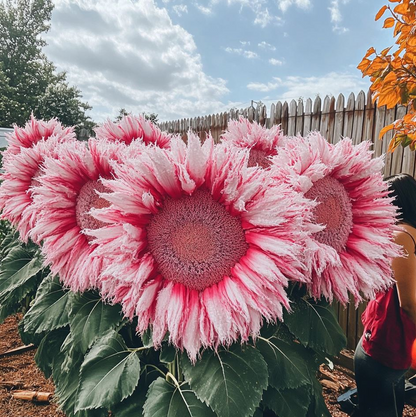 🌻 Adorable Giant Teddy Bear Sunflower 🔆