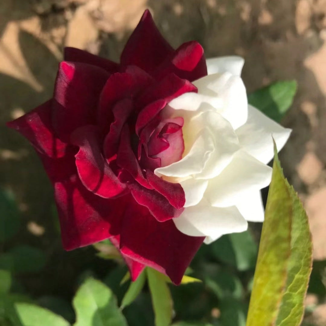Rare Twin Roses - Seeds
