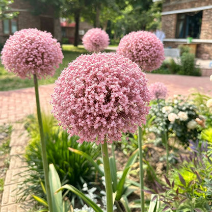 Allium Giganteum Ornamental Onion Flower