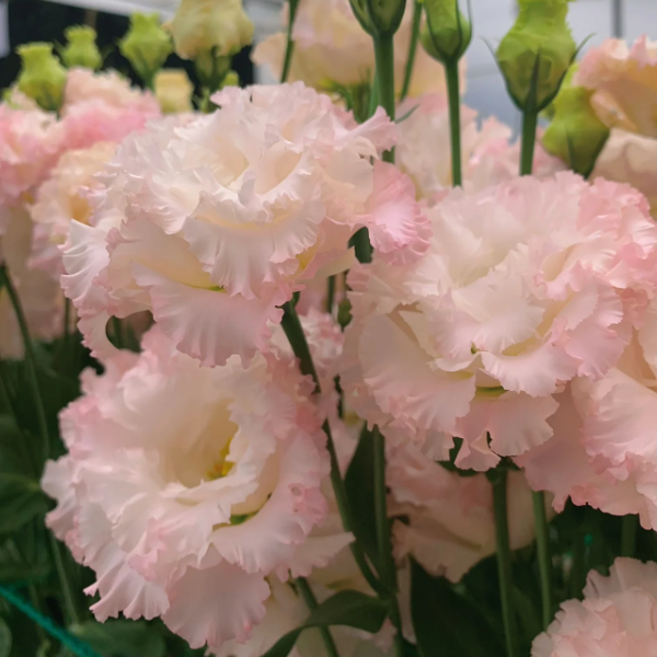 🌺Lisianthus - Sincere Love