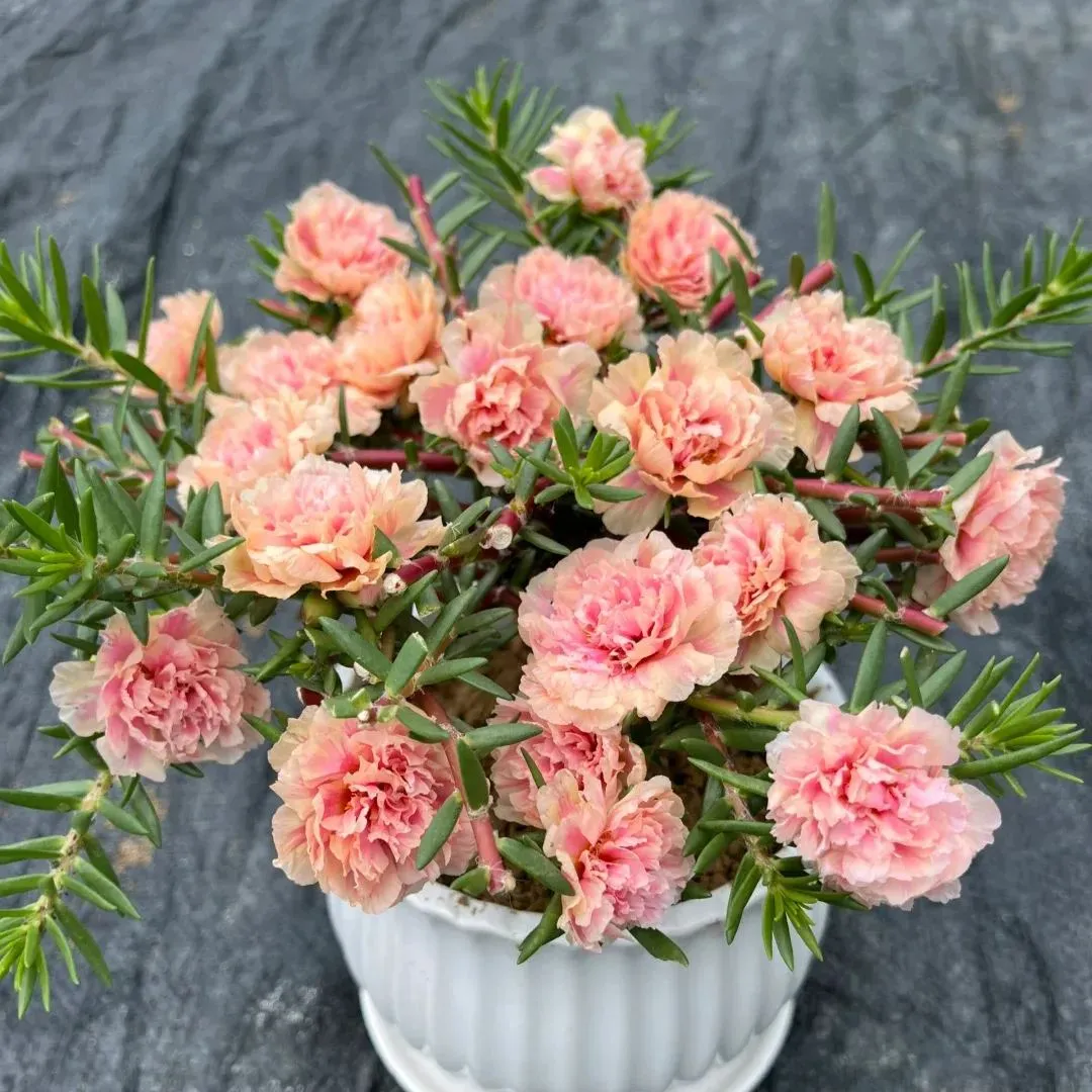 🌞🌸 Double Moss Rose – Extraordinary Beauty, Effortless Care 🌸🌞