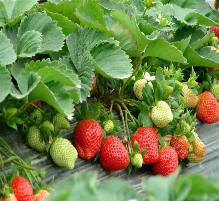 All-year-round strawberry seeds🍓