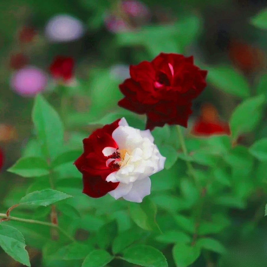 Rare Twin Roses - Seeds