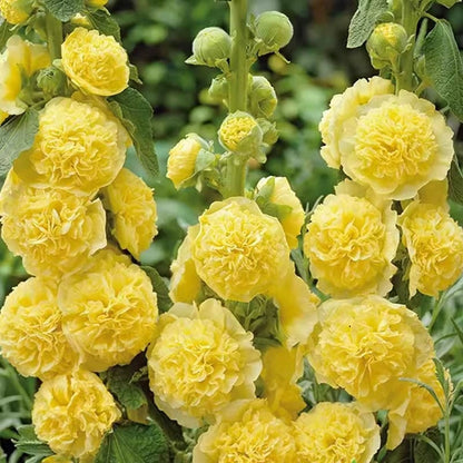 🌺Double Fragrant Hollyhock Seeds